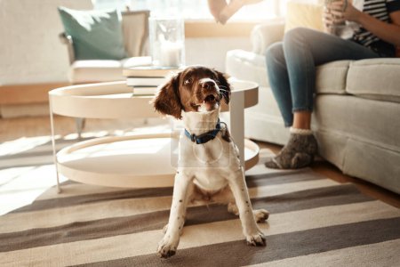 Photo for Pets, love and dog sitting in living room waiting for good dogs treat, training cute house pet on home floor. Animal lifestyle, loyalty and happy relationship with curious puppy on carpet with collar. - Royalty Free Image