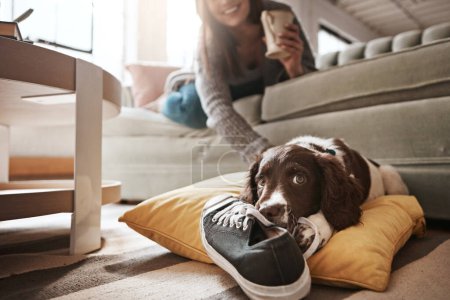 Téléchargez les photos : Animal, pet and dog with shoes in living room for playful behaviour, happiness and relax with owner at home. Training, domestic pets and woman on sofa with cute, adorable and furry puppy bite sneaker. - en image libre de droit