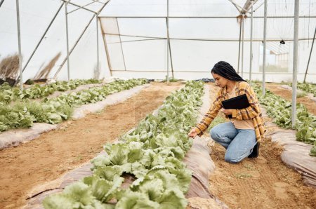 Greenhouse, gardening and black woman for vegetables growth, agro business and farmer supply chain inspection. Farming, plants management and eco friendly person for lettuce or food quality assurance.