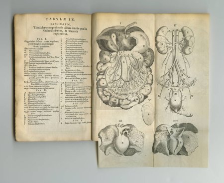 Foto de Old medical writings. An old anatomy book with its pages on display - Imagen libre de derechos