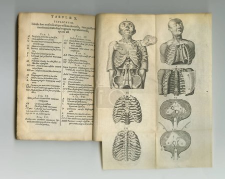 Foto de Old medical literature. An old anatomy book with its pages on display - Imagen libre de derechos