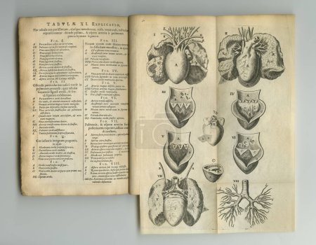 Foto de Literatura médica envejecida. Un viejo libro de anatomía con sus páginas en exhibición - Imagen libre de derechos