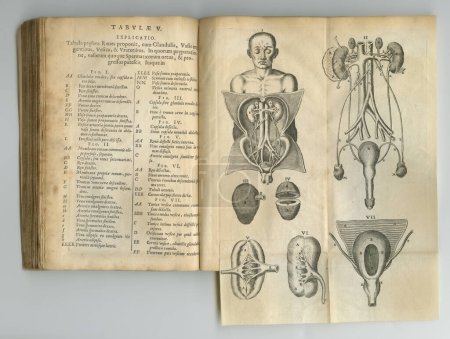 Foto de Antique medical journal. An old anatomy book with its pages on display - Imagen libre de derechos