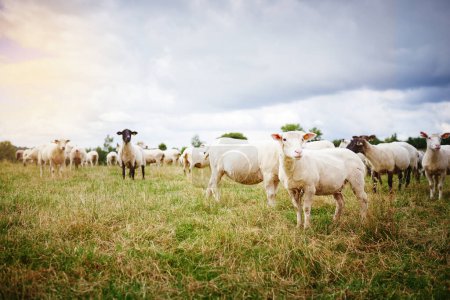 Foto de The finest sheep the farming industry has seen. sheep on a farm - Imagen libre de derechos