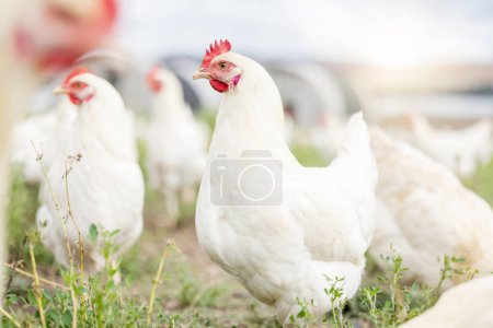 Téléchargez les photos : Chicken farming, animals and background field for sustainable production, agriculture growth and food ecology. Poultry farm, birds and environment in countryside for eggs, protein and land in nature. - en image libre de droit