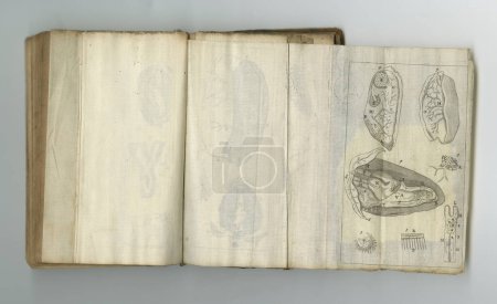 Foto de Libro batido por el tiempo. Un viejo libro médico con sus páginas en exhibición - Imagen libre de derechos
