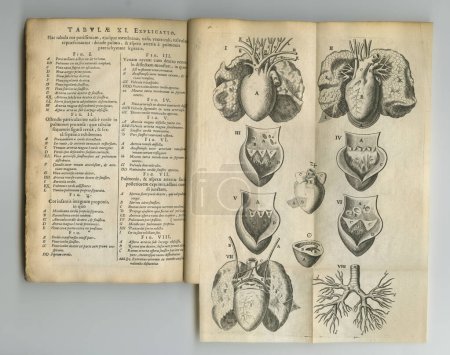 Foto de Texto médico vintage. Un viejo libro de anatomía con sus páginas en exhibición - Imagen libre de derechos