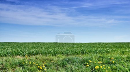 Green fields and blue skies. Green fields and blue sky in spring and early summer