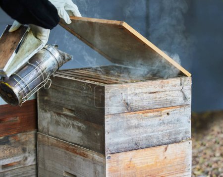 Ahumador, caja y manos de apicultor en la granja para relajarse y calmar a las abejas. Apicultura, sostenibilidad y agricultura con persona, trabajador o empleado con equipo para fumar insectos para la cosecha de miel orgánica.
