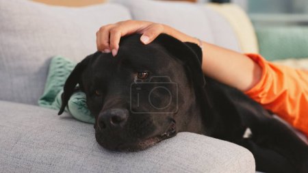 Home, sofa and woman pet dog for love, support and animal care in living room to relax, chill and happy. Best friend, cute and hands of owner on canine for petting, bonding and quality time together.