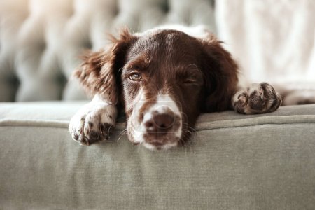 Téléchargez les photos : Je ne lève pas une patte aujourd'hui. un chien adorable qui a l'air ennuyé alors qu'il était allongé sur le canapé à la maison - en image libre de droit