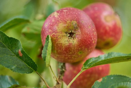 Téléchargez les photos : Des pommes saines. Une pomme par jour tient le médecin éloignéRouge, mûr et prêt - en image libre de droit