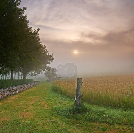 Téléchargez les photos : Matin brumeux à la ferme. Arbres bordant un champ par une matinée brumeuse - en image libre de droit