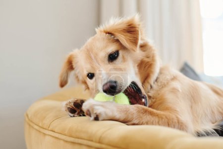 Photo for This is my toy and only my toy. an adorable dog lying on the sofa at home and playing with a tennis ball - Royalty Free Image