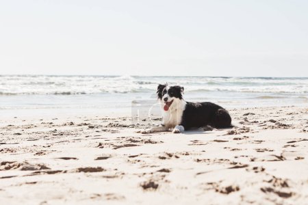 Foto de Los días de playa son mejores cuando traes a un amigo canino. un adorable Border Collie en la playa - Imagen libre de derechos