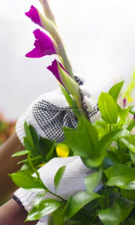 Foto de Naturaleza, floristería y manos con tulipán morado para un ramo o arreglo regalo de su jardín de flores. Verde, hobby y jardinero comprobando una planta floral natural en ambiente ecológico al aire libre - Imagen libre de derechos
