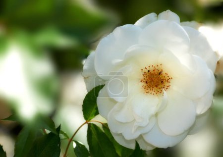 Foto de La rosa en el jardín. Una foto de una hermosa rosa rosa en el jardín - Imagen libre de derechos