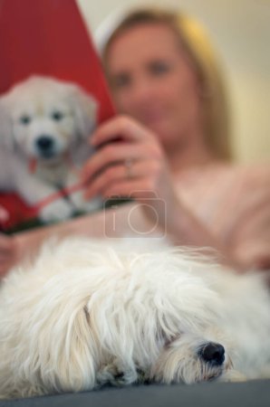 Photo for Sleeping dog, sofa and woman with reading, learning or relax for animal, calm or quiet in home. Blurred background, mockup space and sleep for puppy, pet or poodle with peace on lounge couch in house. - Royalty Free Image