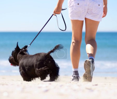 Photo for Travel, summer and beach with woman and dog for walking, vacation trip and animal care. Health, energy and holiday with female and small pet on leash for break, training and peace by seaside. - Royalty Free Image