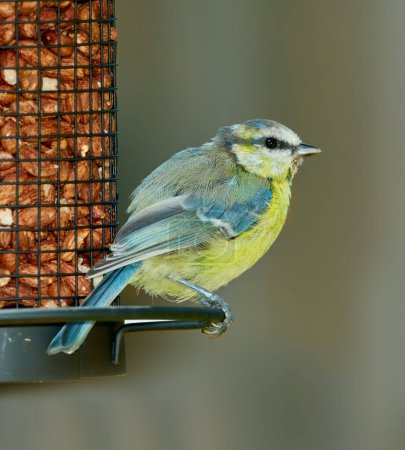 Photo for The Great Tit - Parus major. The Eurasian blue tit is a small passerine bird in the tit family Paridae. The bird is easily recognisable by its blue and yellow plumage - Royalty Free Image