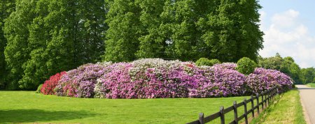 Photo for Rhododendron - garden flowers in May. - Royalty Free Image