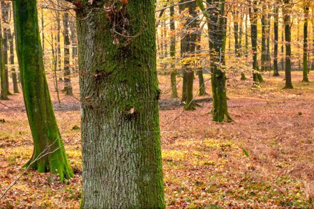 Téléchargez les photos : La beauté de l'automne. Forêt et paysage aux couleurs de l'automne - en image libre de droit