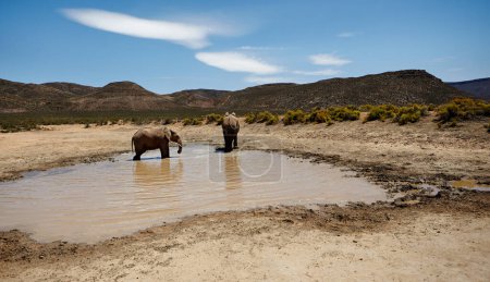Téléchargez les photos : Se rafraîchir par une chaude journée dans la Savane. éléphants dans les plaines d'Afrique - en image libre de droit