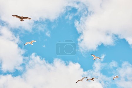 Téléchargez les photos : Je veux être libre comme un oiseau. Plan à angle bas d'oiseaux volant agianst un ciel nuageux - en image libre de droit
