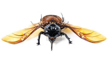 Téléchargez les photos : Nature, ailes et scarabée avec corne, fond blanc et vue de face du bug esthétique pour analyse et étude. Bugs, collection de science et d'insectes pour la recherche en entomologie, l'étude et l'éducation muséale. - en image libre de droit