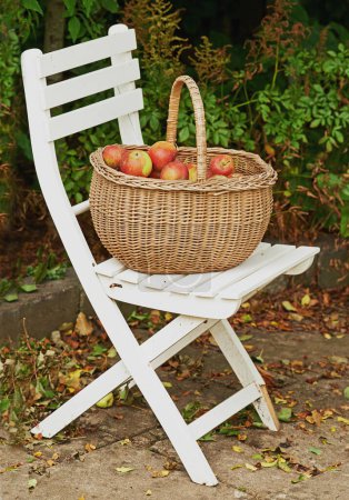 Foto de Sólo los más jugosos lo harán. Una cesta llena de manzanas de pie en una silla en el jardín - Imagen libre de derechos