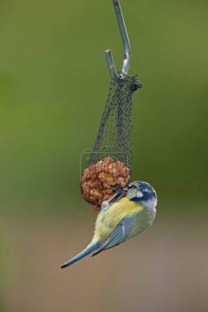 Foto de The Great Tit - Parus major. The Eurasian blue tit is a small passerine bird in the tit family Paridae. The bird is easily recognisable by its blue and yellow plumage - Imagen libre de derechos
