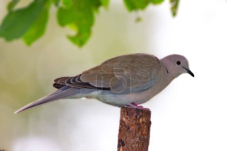 Photo for Lovely turtle dove - elegant and beautiful. turtle dove in nature - Royalty Free Image