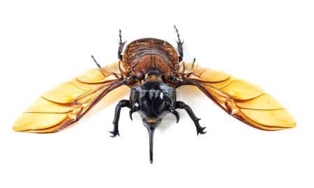 Téléchargez les photos : Nature, science et ailes du scarabée de face sur fond blanc, gros plan d'insecte pour analyse ou étude des ailes. Bugs, insectes et collection muséale pour la recherche, l'étude et l'éducation en entomologie. - en image libre de droit