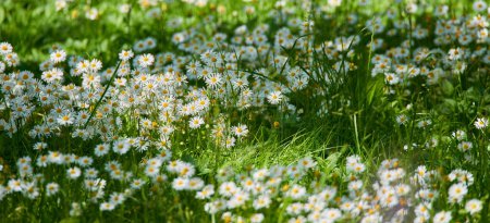 Téléchargez les photos : Adding a little colour to springtime. beautiful flowers - en image libre de droit