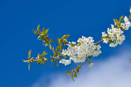 Téléchargez les photos : Adding a little colour to springtime. beautiful flowers - en image libre de droit