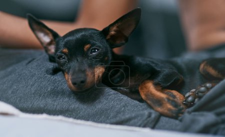 Téléchargez les photos : Quand la vie devient capricieuse, calme-toi. un adorable chien relaxant sur un lit à la maison - en image libre de droit