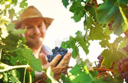Foto de Y así sigo produciendo uvas fantásticas. un agricultor que cosecha uvas - Imagen libre de derechos
