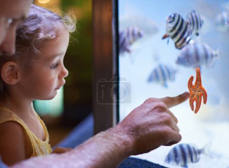 Foto de Padre, acuario y niña señalando a las estrellas de mar para el aprendizaje, la curiosidad o el conocimiento, la vinculación y la naturaleza. Papá, pecera y niño viendo animales marinos nadar bajo el agua en el oceanario para la educación - Imagen libre de derechos