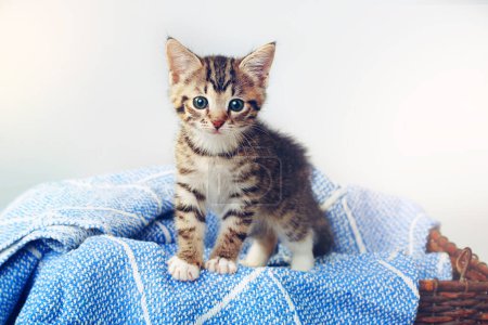 Foto de Mascota, gatito pequeño con manta y en una canasta en un fondo blanco en casa después de la adopción, fomentar desde el refugio. Cuidado de los animales, en el interior y adorable o lindo, gato joven aislado en una sábana con una cama. - Imagen libre de derechos