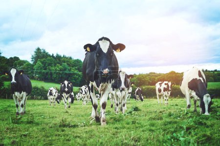 Naturaleza, granja y grupo de vacas caminando y comiendo pasto en el campo agrícola, sostenible y agropecuario. Ganadería, ganadería y ganadería en el medio lácteo, ecológico y agrícola en el campo