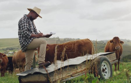 Foto de Inspección de la granja, ganado y un hombre negro con notas sobre la agricultura, el crecimiento de la agricultura y el progreso. Planificación, campo y un agricultor africano escribiendo un informe sobre vacas para negocios sostenibles e inventario. - Imagen libre de derechos