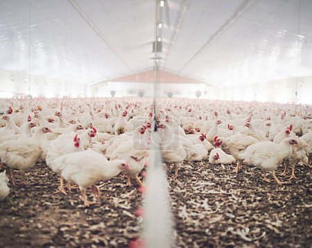 Photo for Farm, chicken factory and feed in barn or warehouse, agriculture and industrial meat farming or sustainability. Animals, birds and chickens indoor or poultry business, food industry and grain. - Royalty Free Image