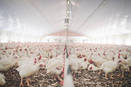Photo for Factory, farm and chicken feed in barn or warehouse, agriculture and industrial meat farming or sustainability. Animals, birds and chickens indoor or poultry business, food industry and grain. - Royalty Free Image