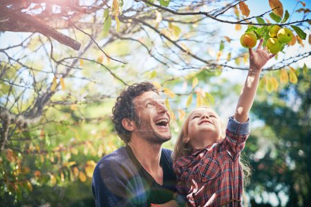 Photo for Father with girl child picking from apple tree in garden, happy outdoor with love and family together in orchard. Man spending quality time with young daughter on farm, fruit and happiness in nature. - Royalty Free Image