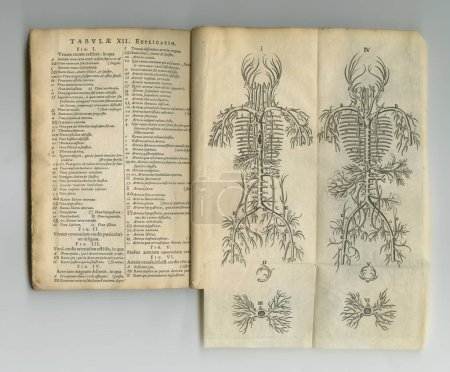 Historisches Wissenschaftsbuch. Ein altes Anatomiebuch mit seinen ausgestellten Seiten
