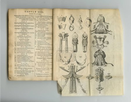 Foto de Conocimiento médico antiguo. Un viejo libro de anatomía con sus páginas en exhibición - Imagen libre de derechos