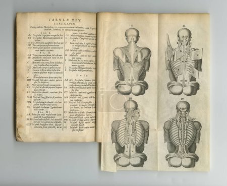 Téléchargez les photos : Pages médicales rustiques. Un vieux livre d'anatomie avec ses pages exposées - en image libre de droit