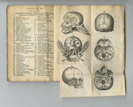 Photo for Weathered anatomy book. An old anatomy book with its pages on display - Royalty Free Image