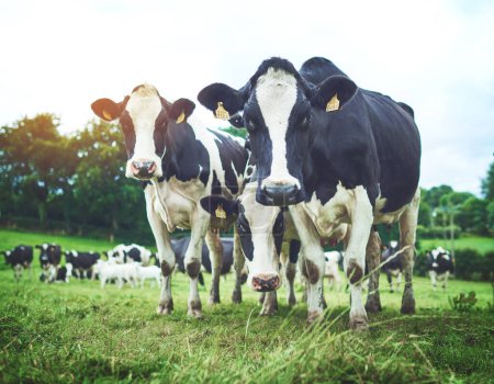 Téléchargez les photos : Durable, troupeau et vaches sur une ferme agricole marchant et mangeant de l'herbe sur un champ agricole. Ranch, cheptel et groupe d'animaux de boucherie en milieu laitier, respectueux de l'environnement et agricole en milieu rural. - en image libre de droit
