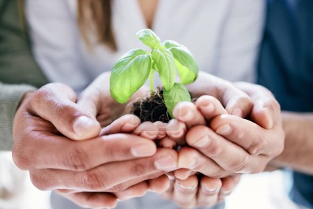 Photo for Hands, spring and plant with a business team holding a pile of soil for agriculture, sustainability or development. Earth day, growth and nurture with a group of people carrying dirt in the office. - Royalty Free Image
